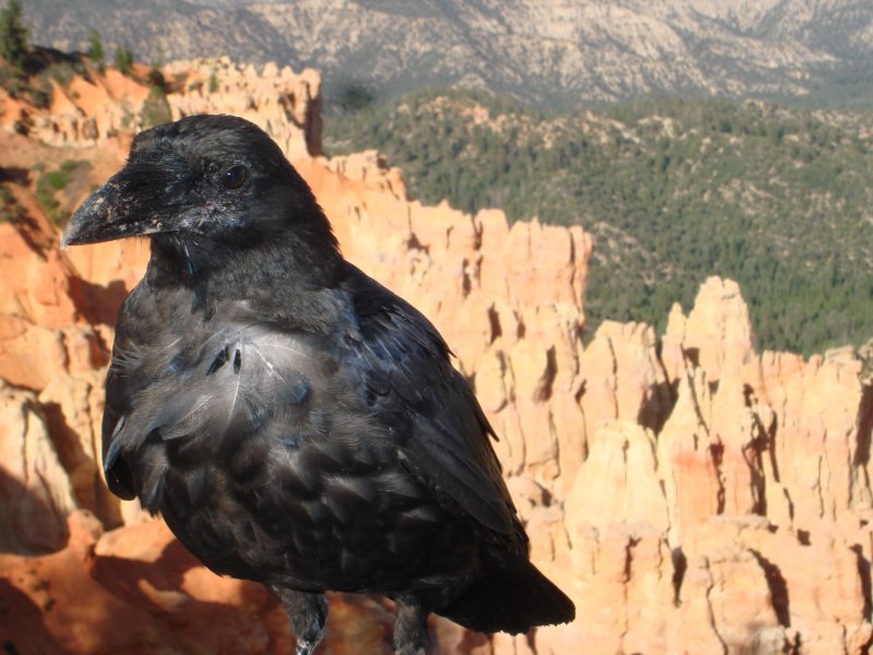 Raven Over Rocks