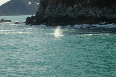 Whale Spray