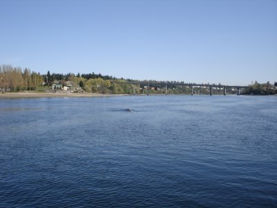 Whale view