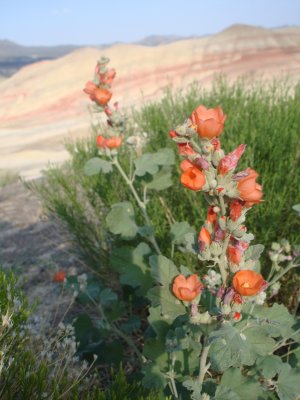 Painted Hills, Painted FLowers