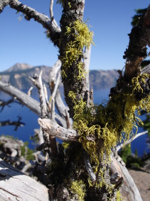 Moss and Water