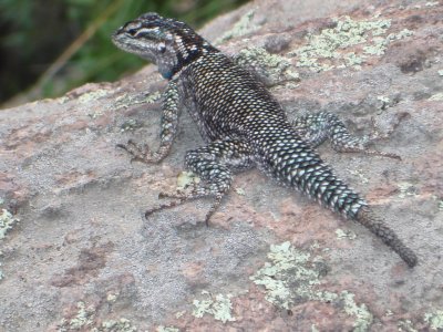 Lizard Boy