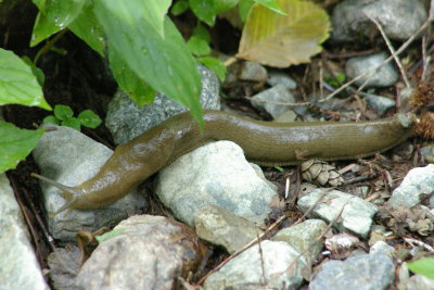 Speedy Slug