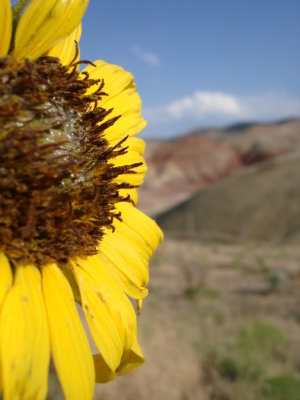 In the Painted Hills