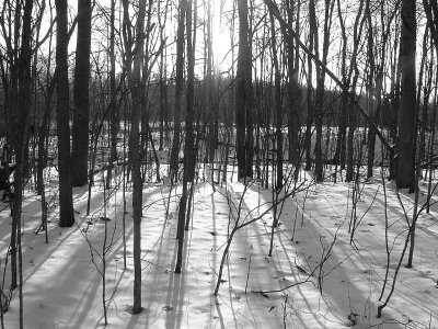 Shadows and trees