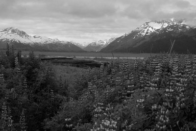 Alaskan View