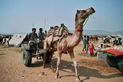Pushkar Camel fair