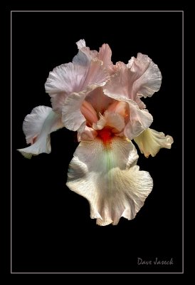 Pink Iris.jpg