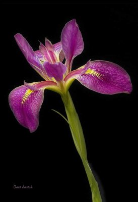 Water Iris with Sig.jpg