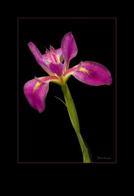 Water Iris for Print with mat for web.jpg