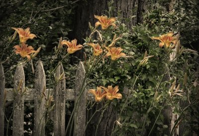 Backyard Lillies.jpg