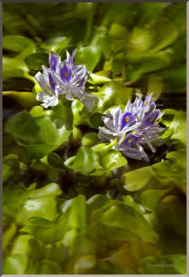 Water Hyacinths.jpg