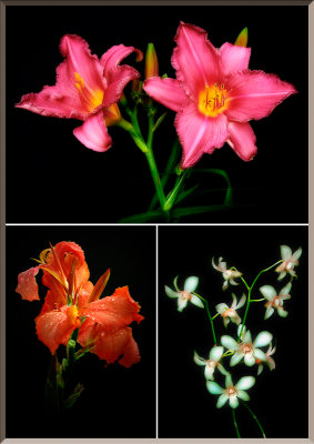 Flower Montage.jpg