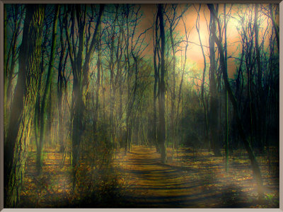 Foggy Woods.jpg