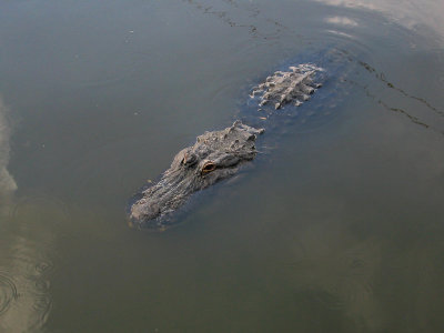 Gatorland,    Florida.