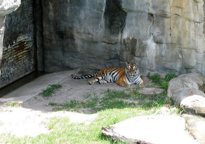 Tiger, Busch Gardens,    Florida.