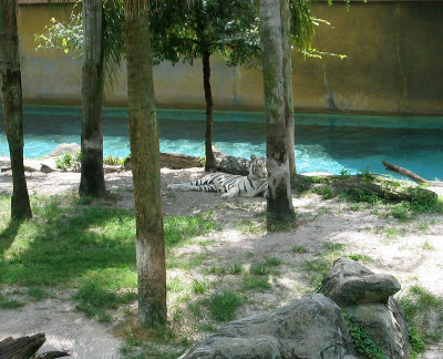 White Tiger, Busch Gardens,    Florida.