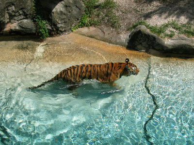 Tiger, Busch Gardens,    Florida.