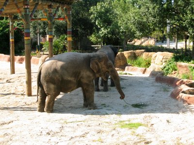 Elephant's, Busch Gardens,    Florida.