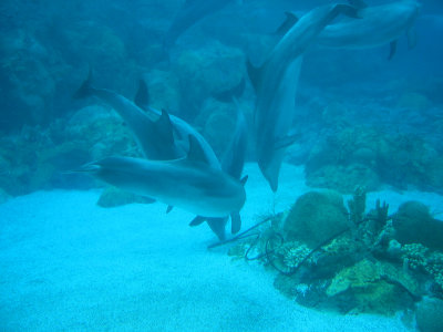 Dolphins, Sea World,    Florida.