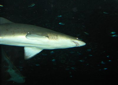 Shark, Sea World,    Florida.