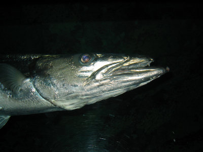 Barracuda, Sea world,    Florida.