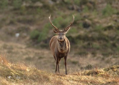 Red Deer Stag,   Glen Shiel,    Scotland.