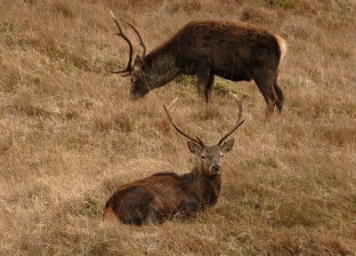 Red Deer Stags,  Glen Shiel,     Scotland.