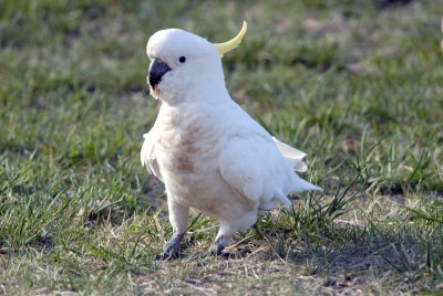 A VERY YOUNG SULPHUR CRESTED COCKATOO
