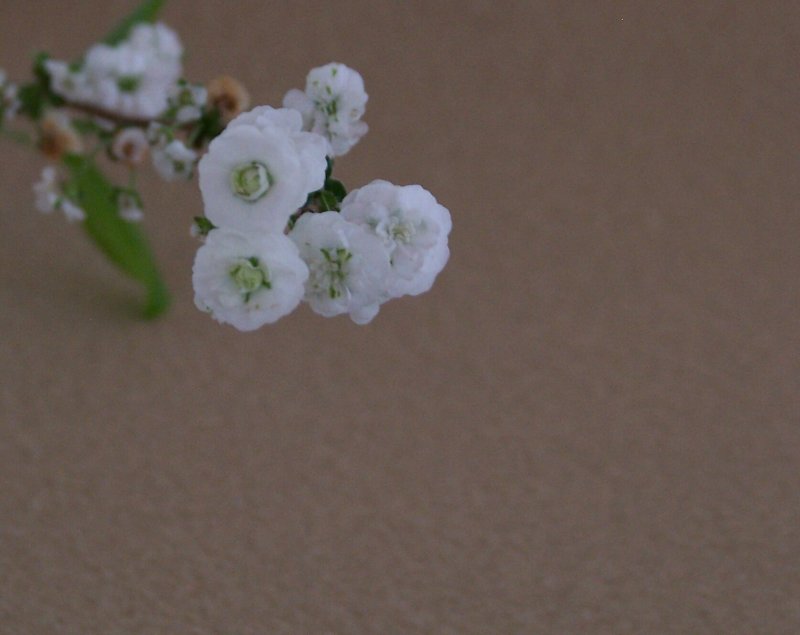 Babys Breath