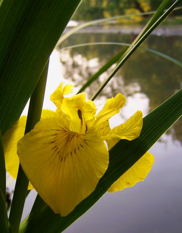 *~Yellow...for Enduring Friendship...Through the Hard Times Too~*