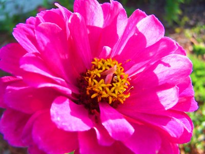 Zinnia Pink