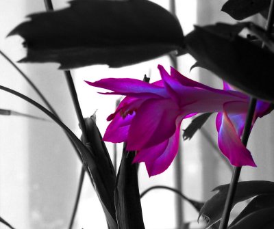 Solitaire Pink