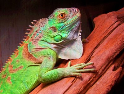 Ziggy the Iguana