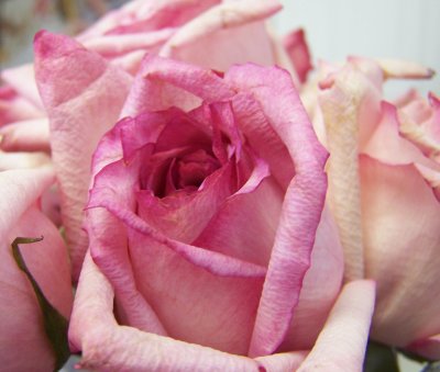 A Rose is a Rose....