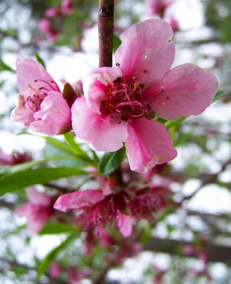 Peach Blossom...