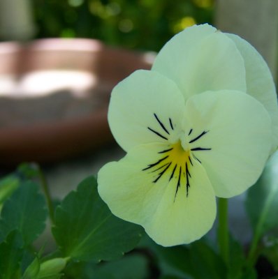 Viola~*