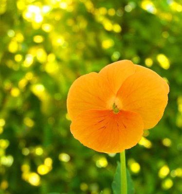 Pretty Viola~*
