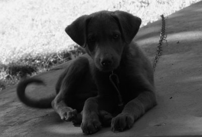 Very Cute Dog!