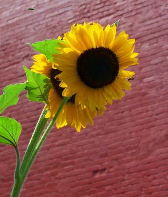 More Sunflowers...
