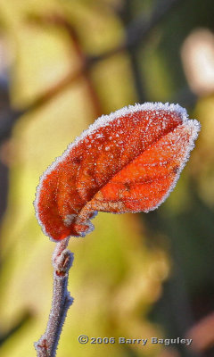 Frozen Leaf