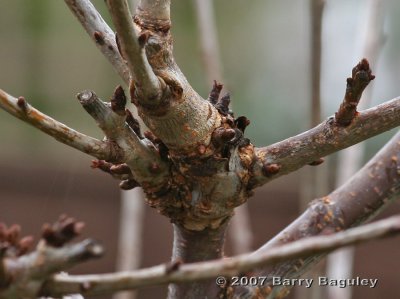 Budding Tree