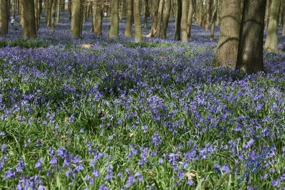 Carpet of Bluebells