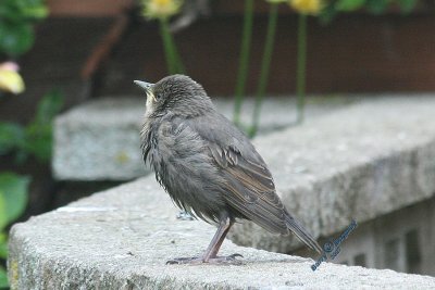 Young Hungry Starling