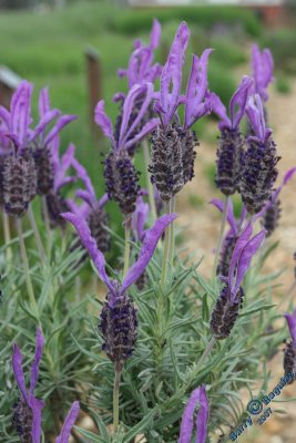 Early Lavender Flowers