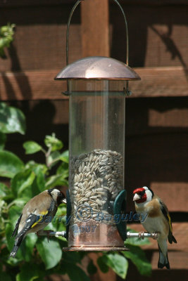 Pair of Goldfinch.jpg