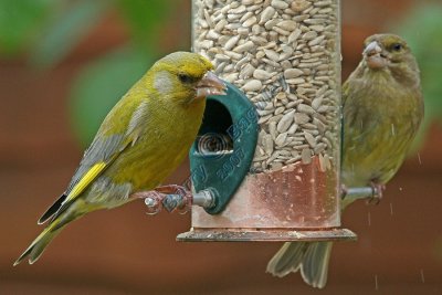 Pair of Greenfinch.jpg