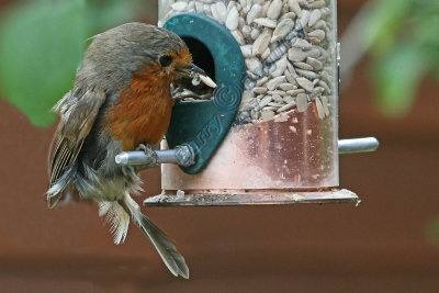 Robin.jpg