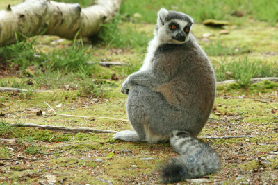 Ring Tail Lemur