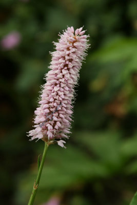 Seed Head